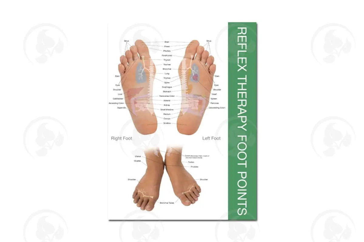 Reflex Point Foot And Hand Chart