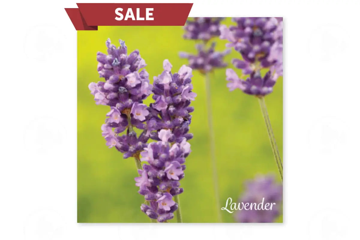 Essential Oil Word Mosaics and Photo Art Cards (Pack of 12)