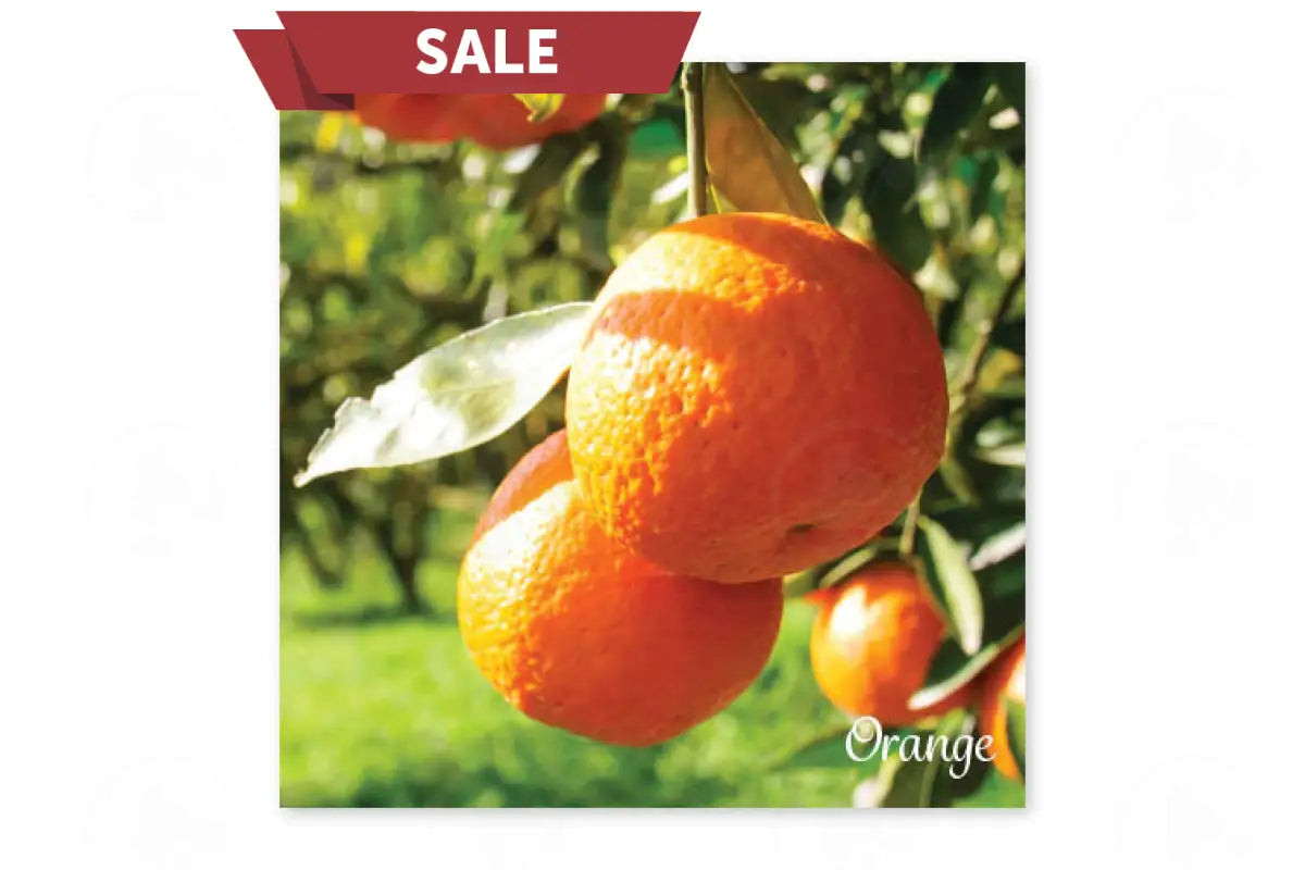 Essential Oil Word Mosaics and Photo Art Cards (Pack of 12)