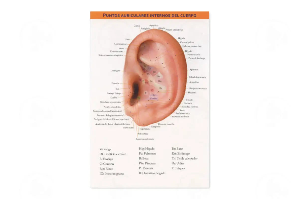 Auricular Internal Body Points Chart Spanish