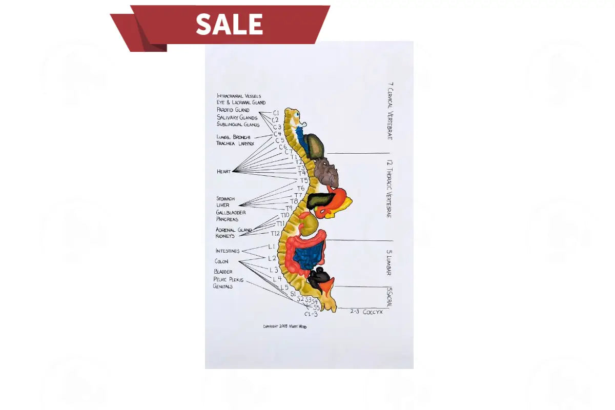 Reflexology Charts Spine