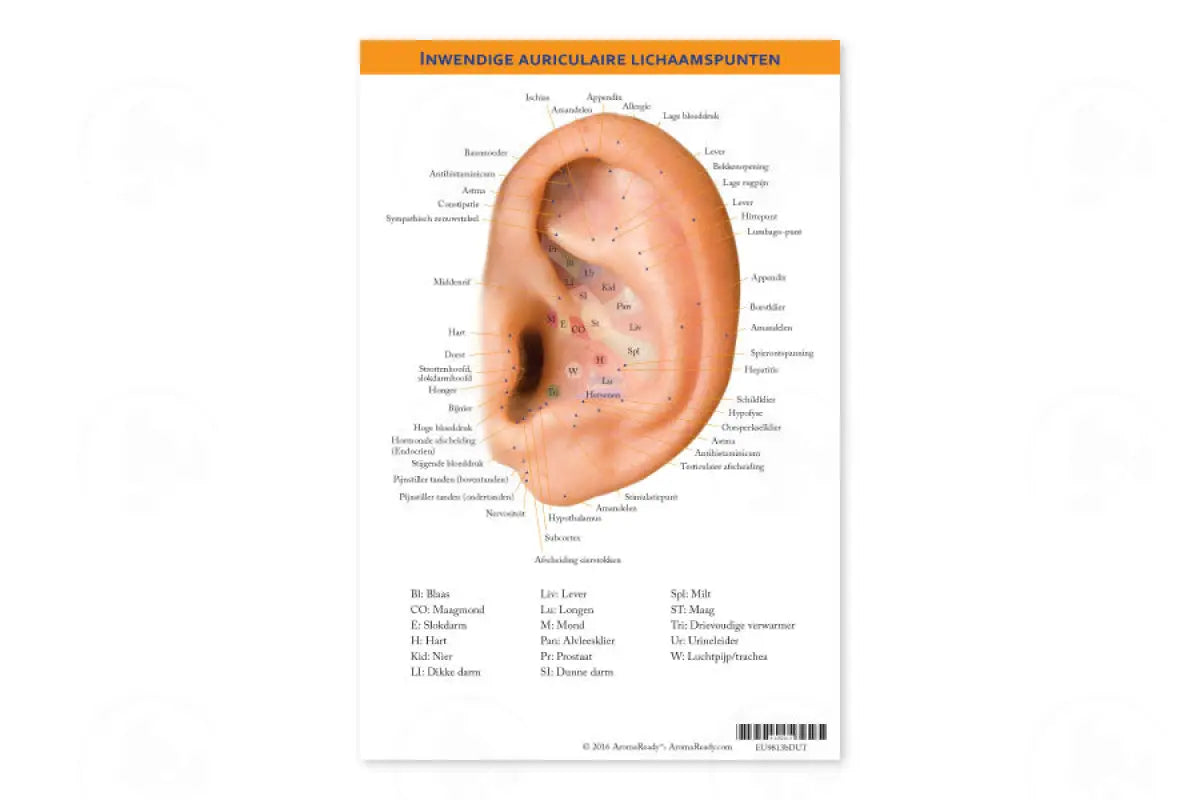Auricular Internal Body Points Chart Dutch