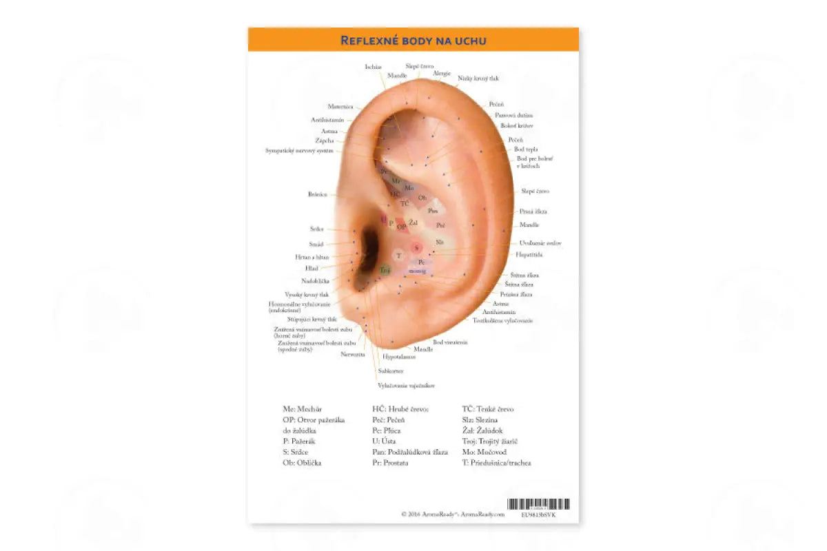 Auricular Internal Body Points Chart Slovak